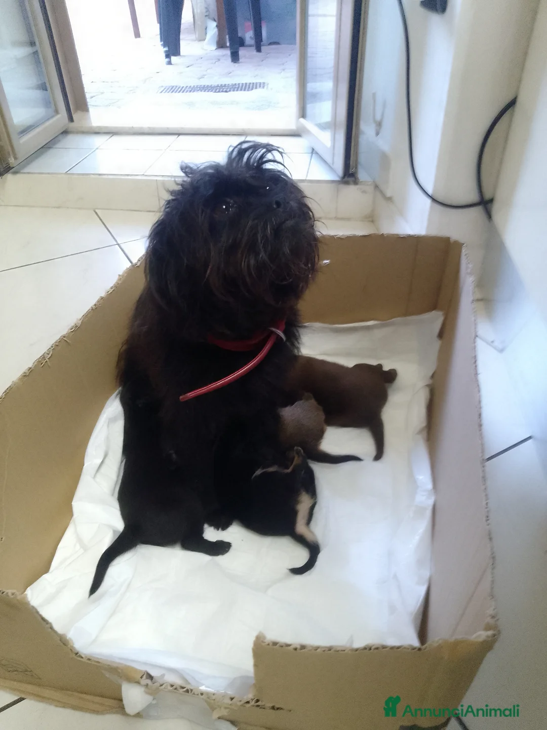 Meticcio cani in vendita: Cuccioli meticci taglia piccola  - Annuncio 8