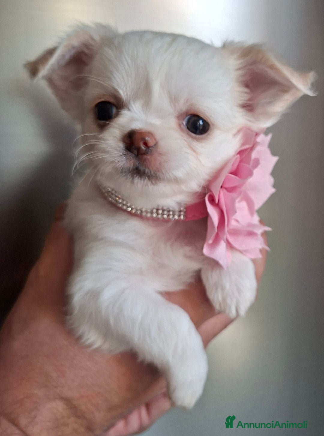 Chihuahua cani in vendita: Chihuahua tg toy pelo lungo  - Annuncio 5