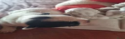 Chihuahua cani in vendita: Cuccioli di chihuahua toy  - Annuncio 6