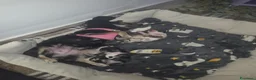 Chihuahua cani in vendita: Chihuahua maschi a Città metropolitana di Palermo - Annuncio 2