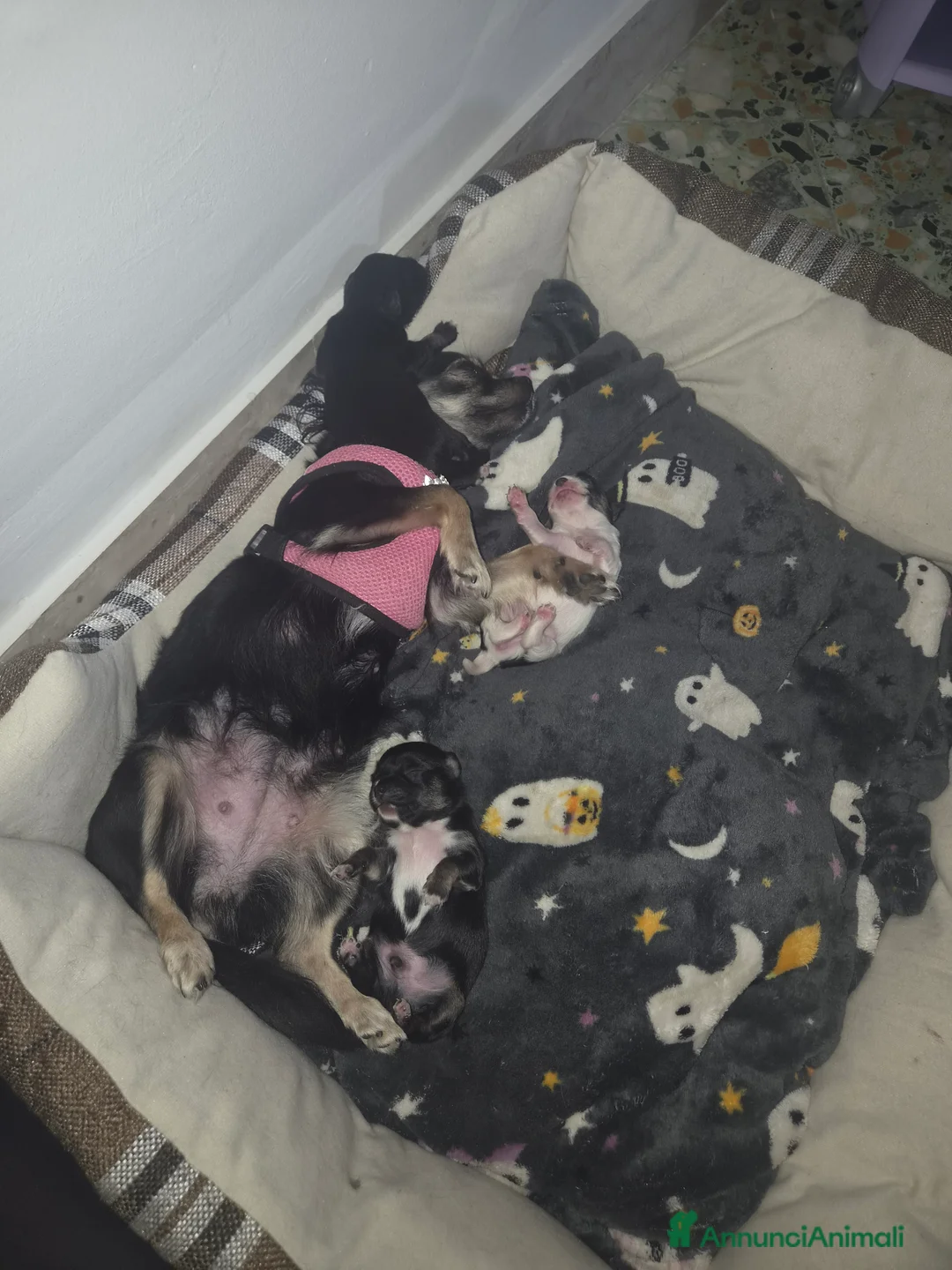 Chihuahua cani in vendita: Chihuahua maschi a Città metropolitana di Palermo - Annuncio 2