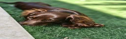 Bassotto cani in vendita: Bassotto a pelo lungo  - Annuncio 3