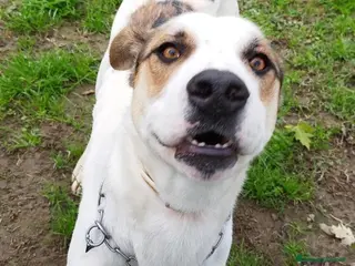 Meticcio cani Ciccio un tenerone in cerca di casa - Annuncio 1