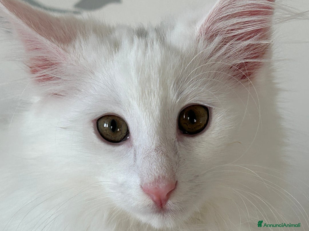 Norvegese gatti in vendita: Vendo cuccioli Norvegesi delle Foreste - Annuncio 6