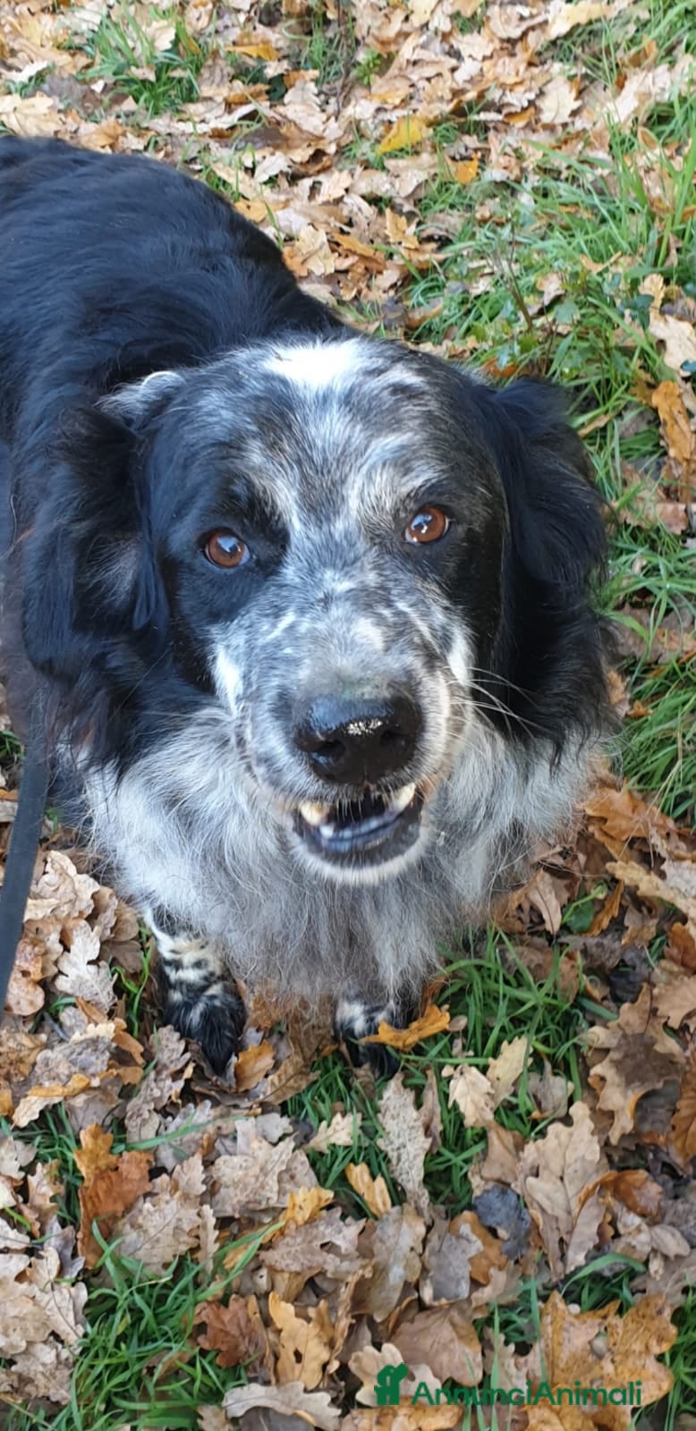 Meticcio cani 2fratelli mix caccia vissuti 9anni in 1lager.ROMA a Città metropolitana di Milano - Annuncio 2