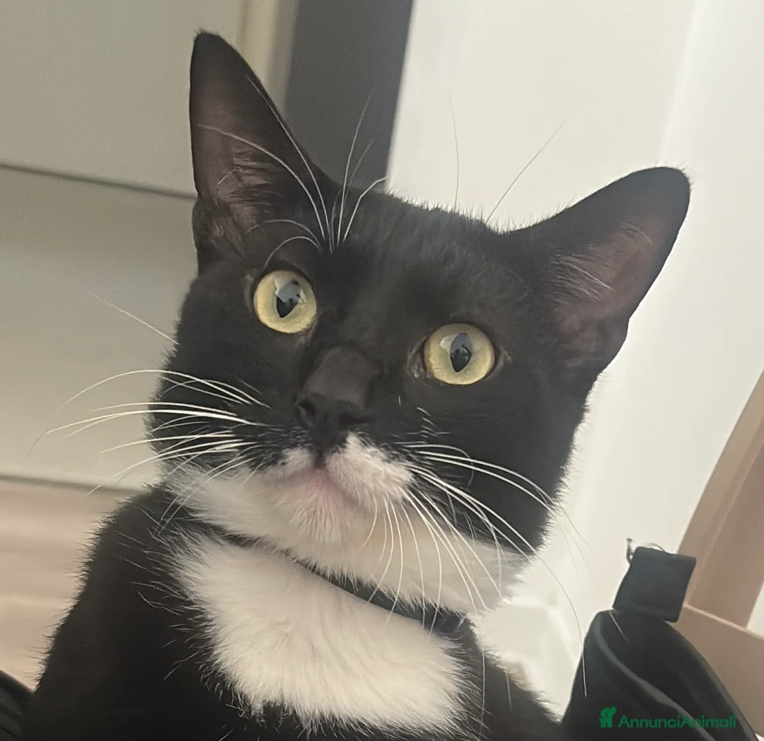 Meticcio gatti in regalo: 2 fratelli cercano una nuova casa  a Provincia di Lodi - Annuncio 2