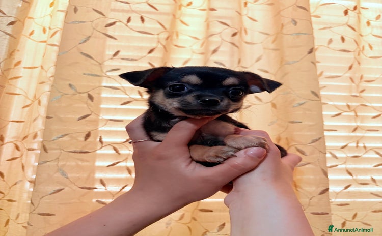 Chihuahua cani a Libero consorzio comunale di Agrigento - Annuncio 3