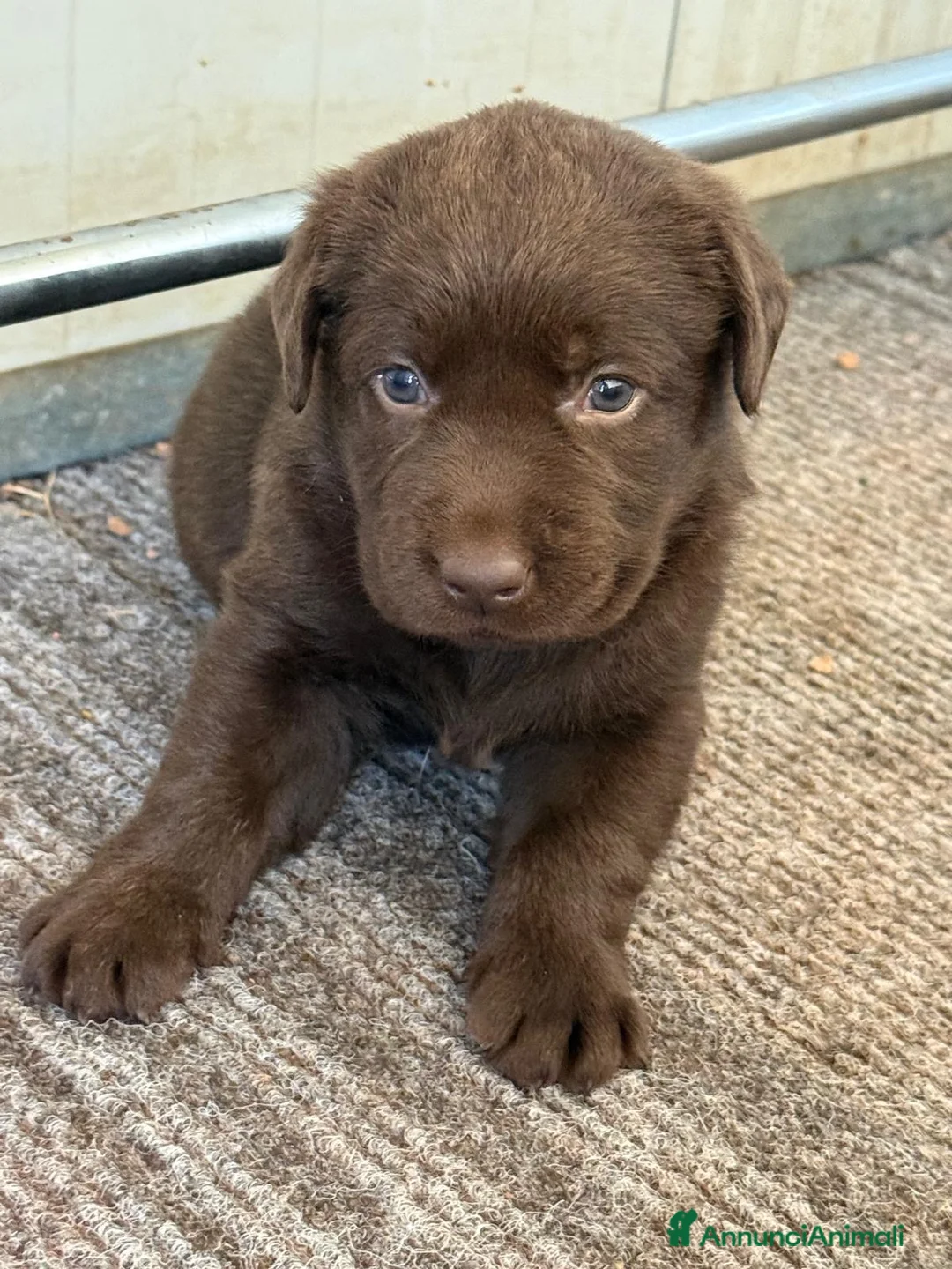 Labrador cani in vendita: Cucciole Labrador chocolate  - Annuncio 1