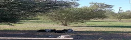 Meticcio cani in regalo: Alan: 2 mesi taglia contenuta  - Annuncio 6