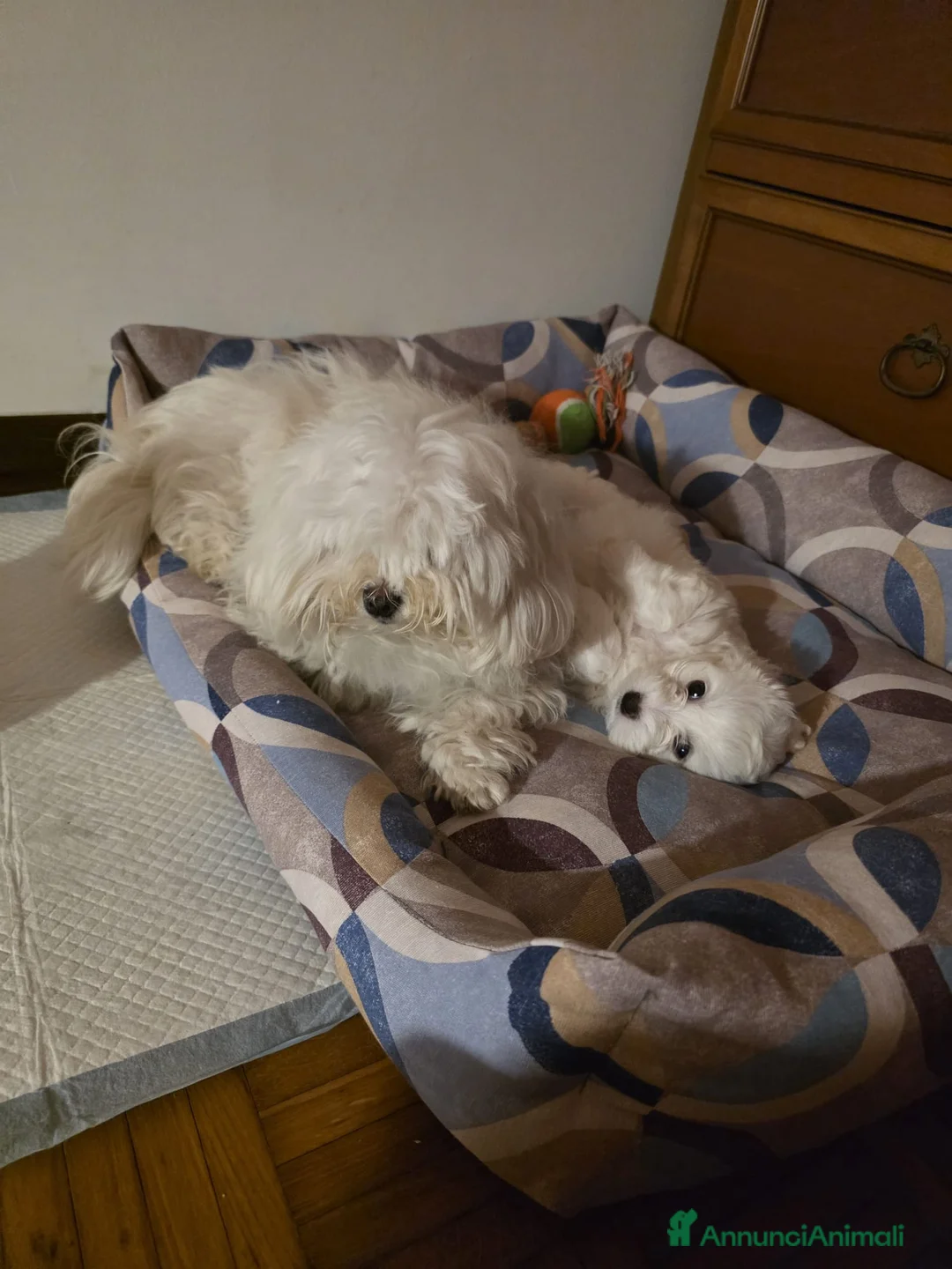 Maltese cani in vendita: Maltese  - Annuncio 2