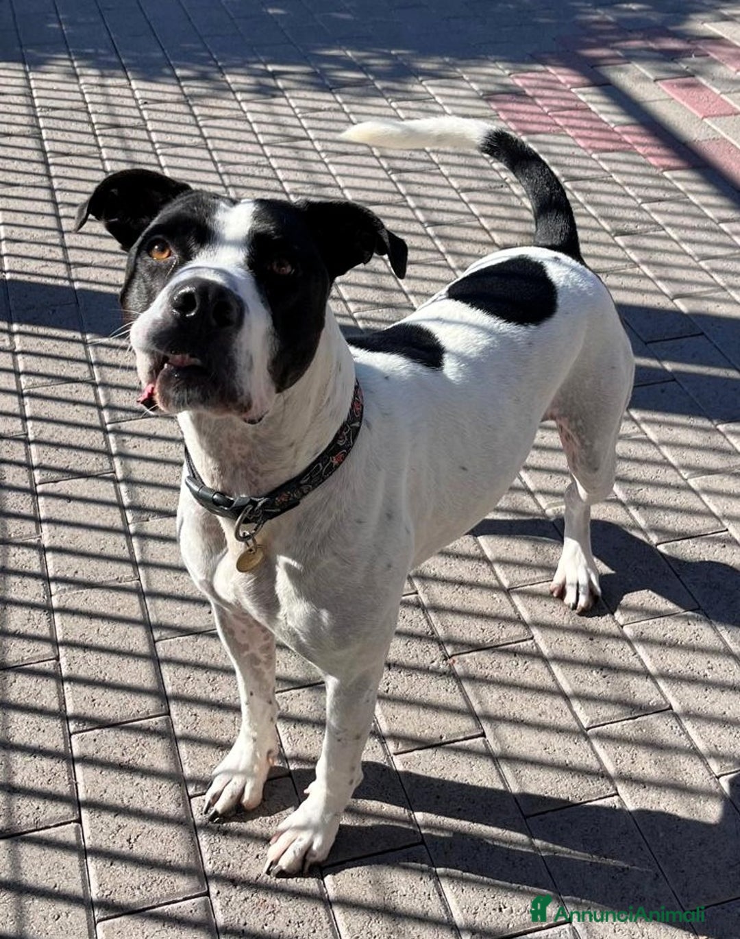 Meticcio cani in regalo: BLACK GENTILCANE - Annuncio 9