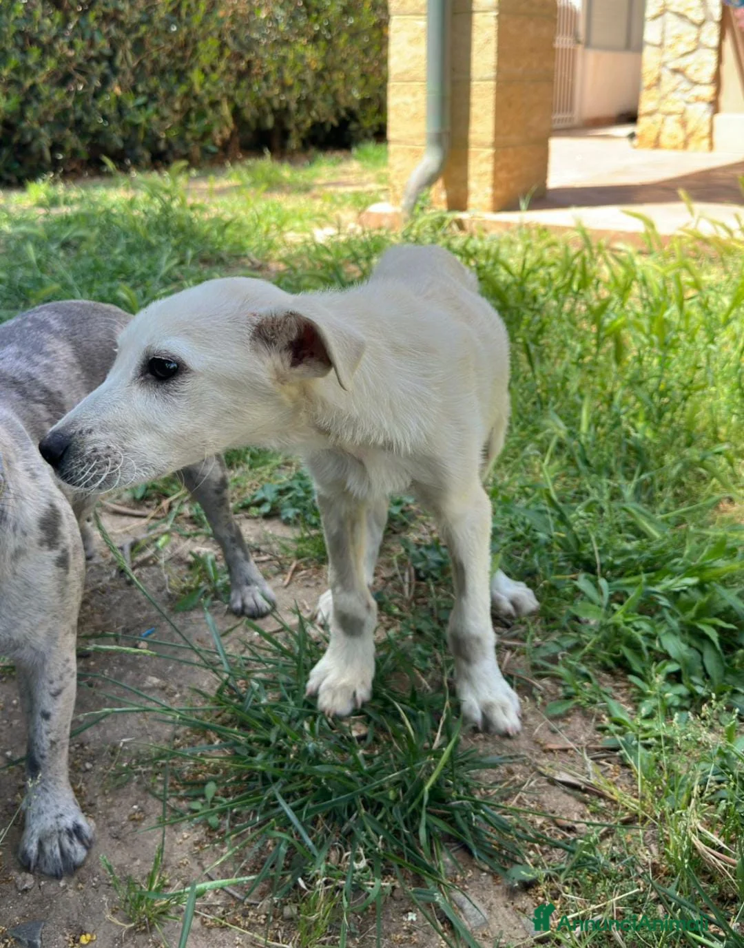 Meticcio cani in regalo: GIOVE 💙 pezzo unico. Cuore compreso. - Annuncio 2