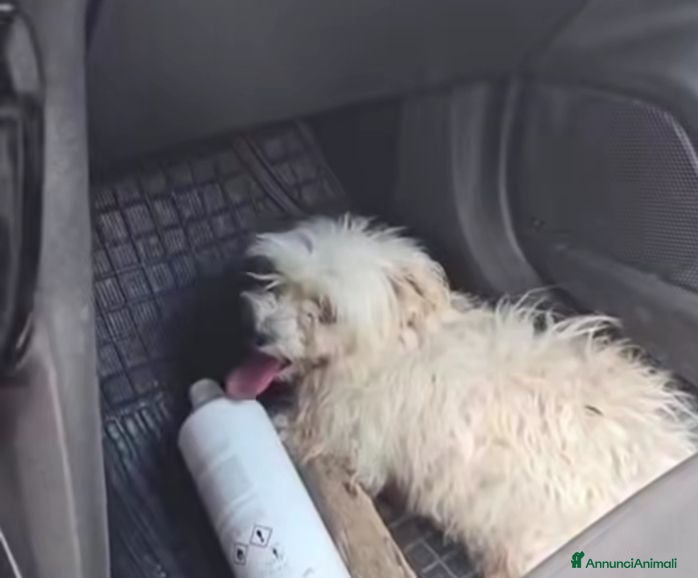 Maltese cani Mafalda: maltesina 4 anni, socievole con tutti  - Annuncio 17