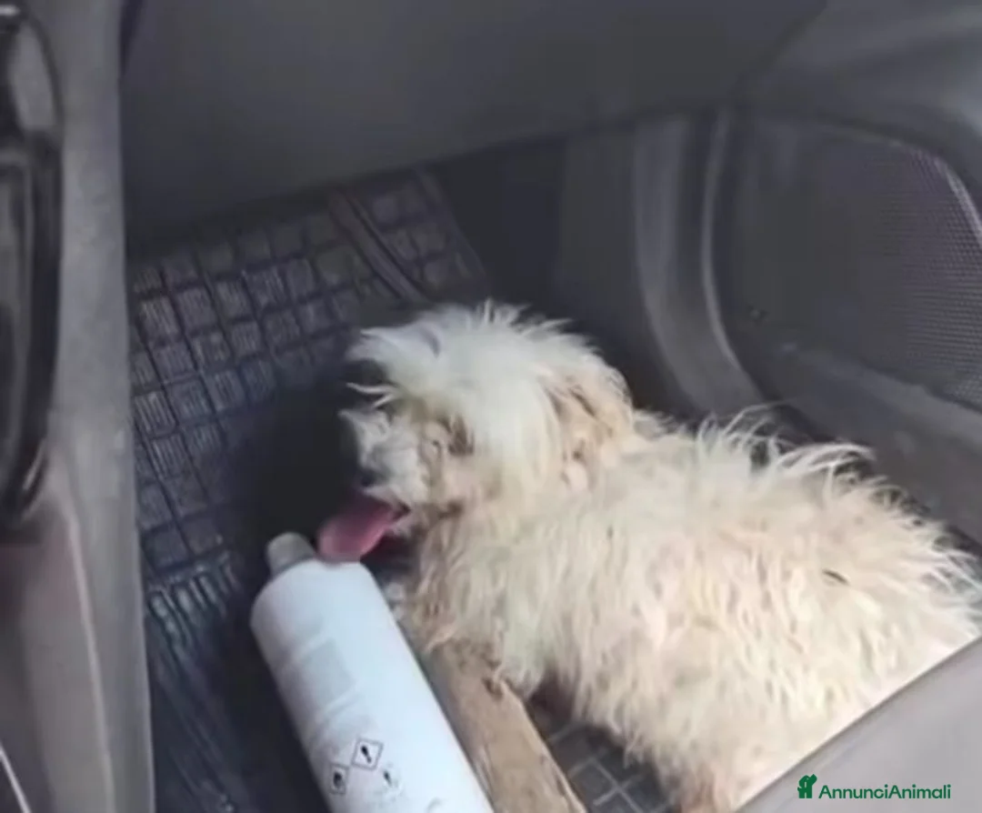 Maltese cani in regalo: Mafalda: maltesina 4 anni, socievole con tutti  - Annuncio 1