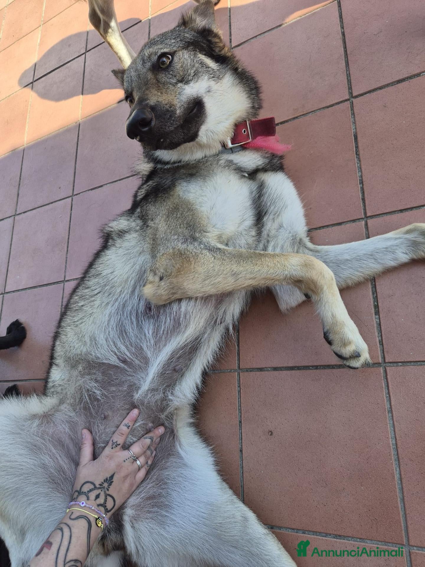 Lupo Cecoslovacco cani Cuccioli cane lupo cecoslovacco  - Annuncio 5