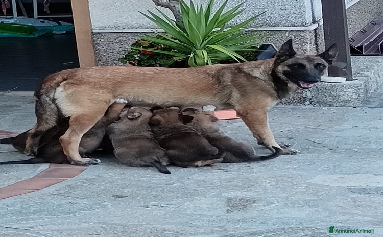 Pastore Belga cani a Provincia della Spezia - Annuncio 1