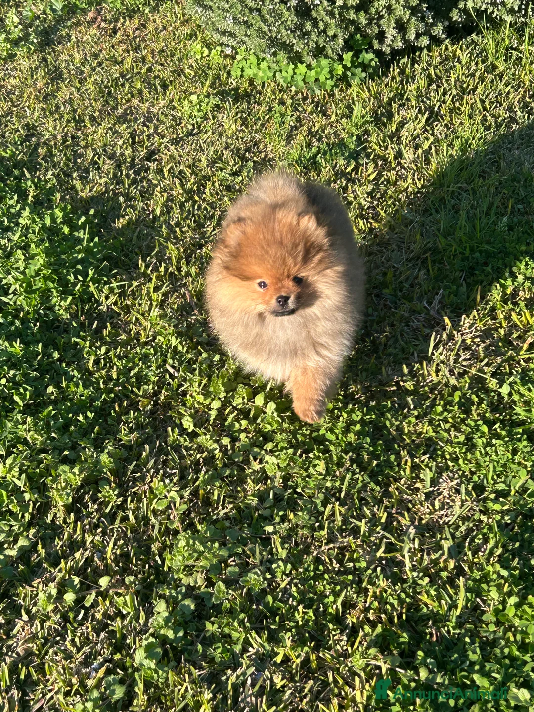 Spitz cani in vendita: Spitz tedesco nano ( Volpino di Pomerania)  - Annuncio 4