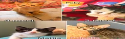 Europeo gatti in regalo: TANTI MICINI SOLI! a Provincia di Vicenza - Annuncio 3