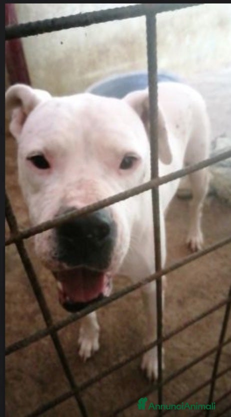 Dogo Argentino cani Dogo x anni in box..poi adozione non buona TRENTO a Città metropolitana di Milano - Annuncio 2