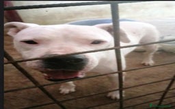 Dogo Argentino cani in regalo: Dogo x anni in box..poi adozione non buona TRENTO a Città metropolitana di Milano - Immagine 2