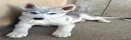 Husky cani in vendita: Siberian Husky, cuccioli alta genealogia  a Provincia di Ravenna - Annuncio 5