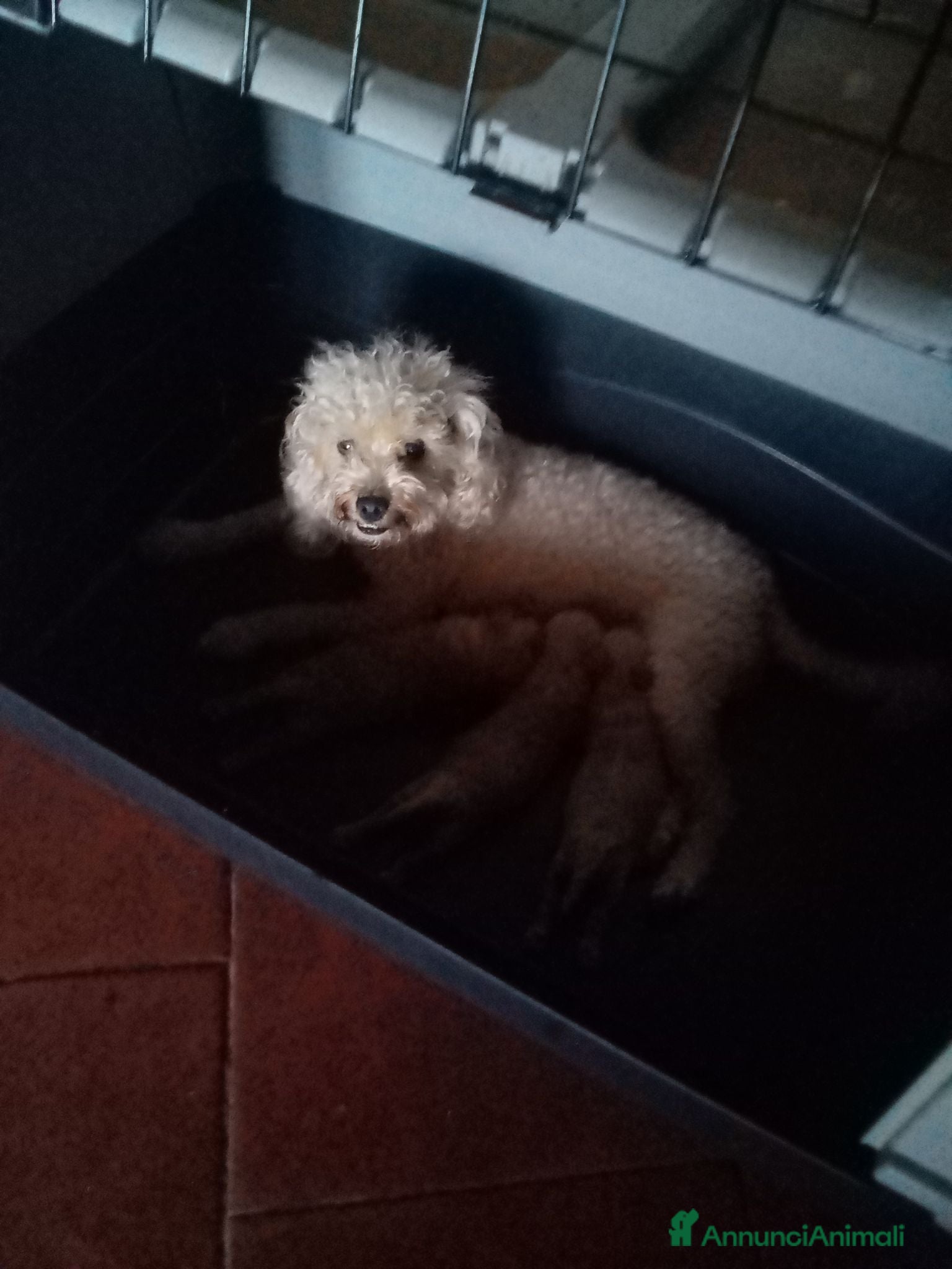 Barboncino Toy cani Vendesi cuccioli di Barboncino Toy - Annuncio 32