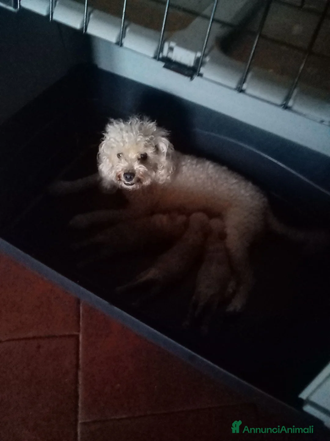 Barboncino Toy cani in vendita: Vendesi cuccioli di Barboncino Toy - Annuncio 1