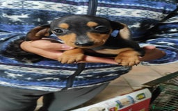 Bassotto cani in vendita: Bassotto Kaninchen a Provincia di Pavia - Immagine 4