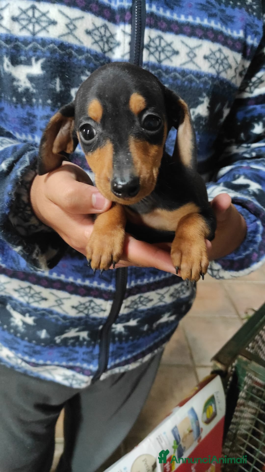 Bassotto cani in vendita: Bassotto Kaninchen a Provincia di Pavia - Immagine 4