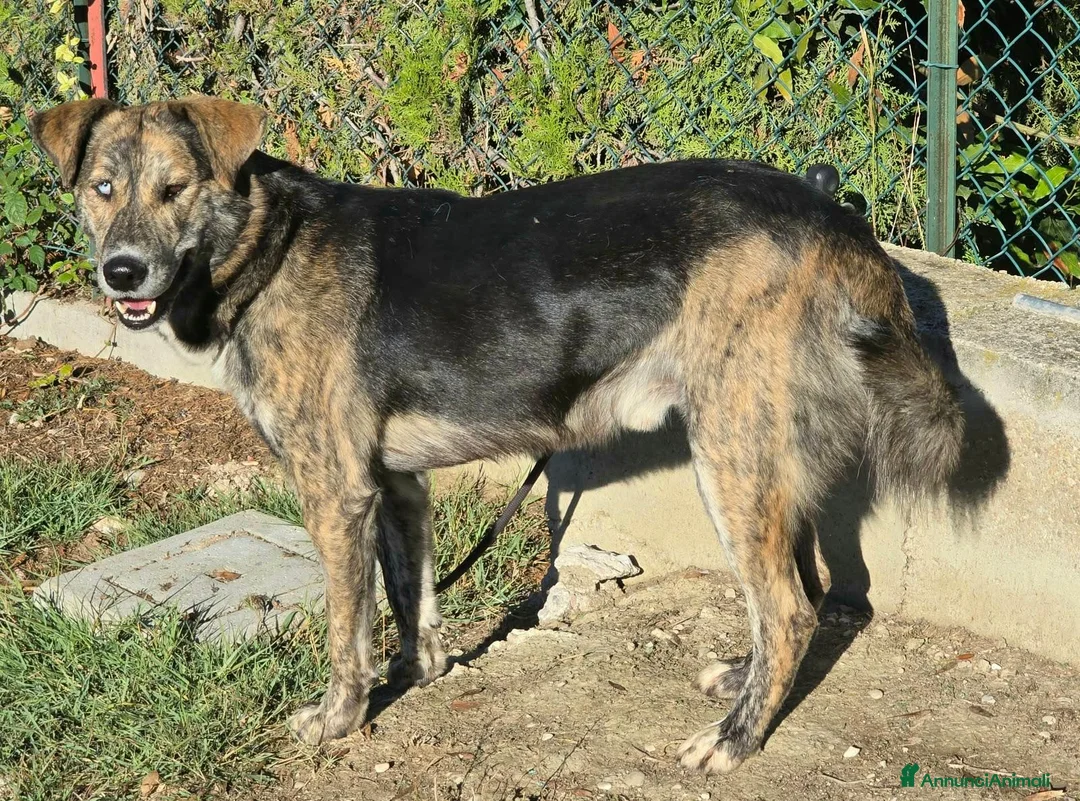 Meticcio cani in regalo: Corsaro 2 anni Taglia media grande  - Annuncio 2