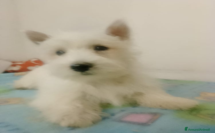West Highland cani West Highland White terrier  - Annuncio 10