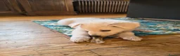 Pastore Svizzero cani in vendita: Vendita Pastore Svizzero Bianco - Annuncio 6