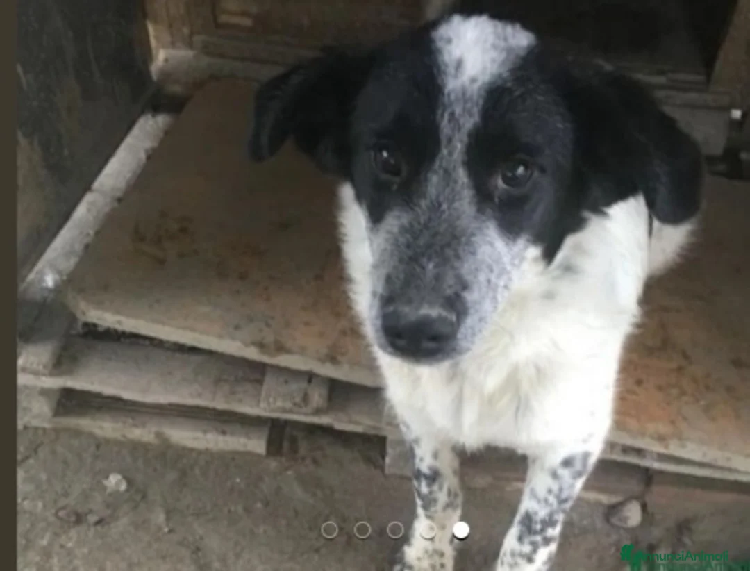 Meticcio cani in regalo: Da oltre 4anni in box..mai 1richiesta! Calabria a Città Metropolitana di Milano - Annuncio 7