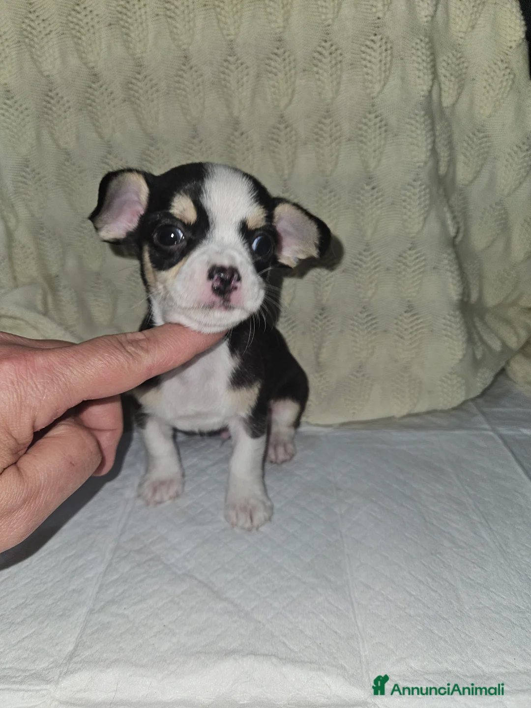 Chihuahua cani in vendita: Chihuahua mini toy - Annuncio 3