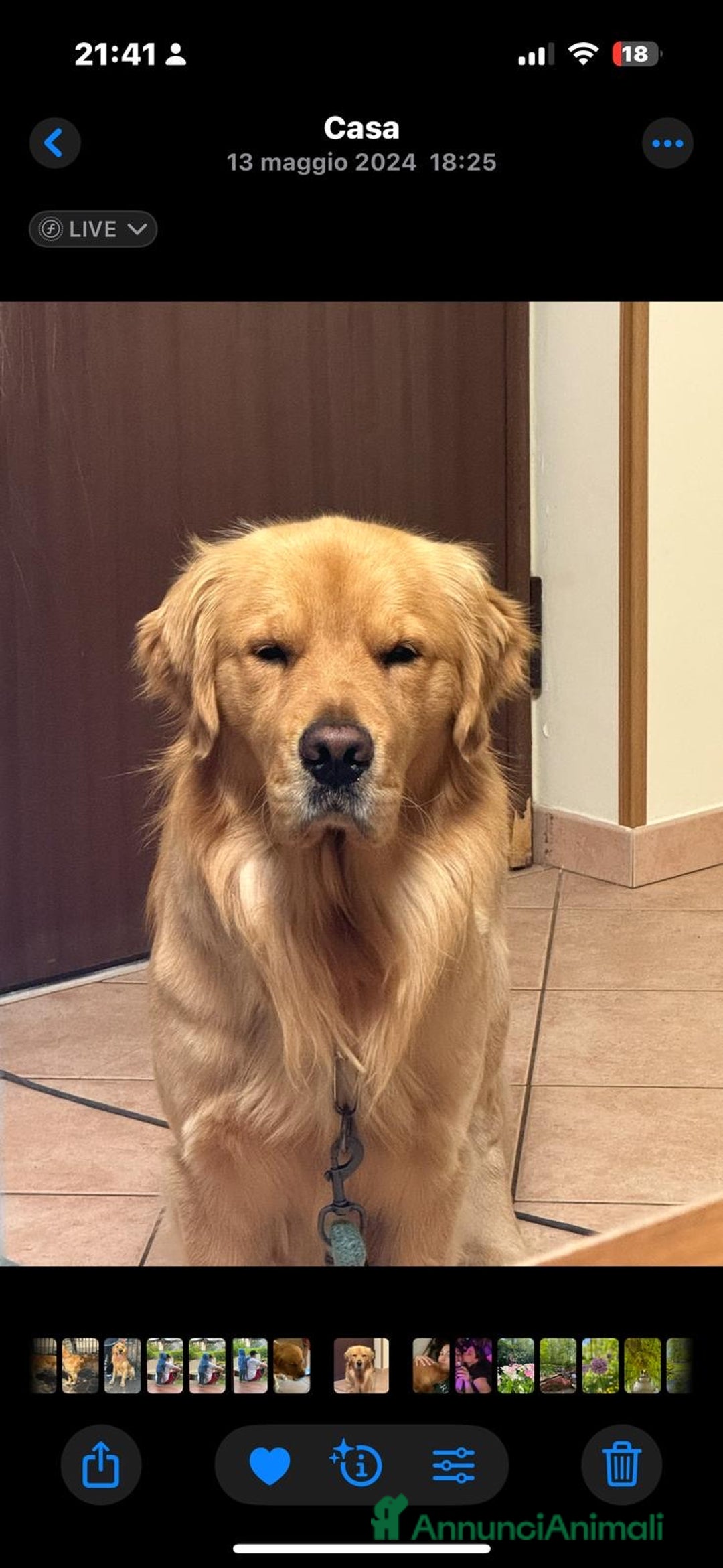 Golden Retriever cani in vendita: Cucciolo di Golden retriver anglo americani  - Annuncio 17