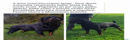 Rottweiler cani per accoppiamento: Rottweiler per monta - Annuncio 28