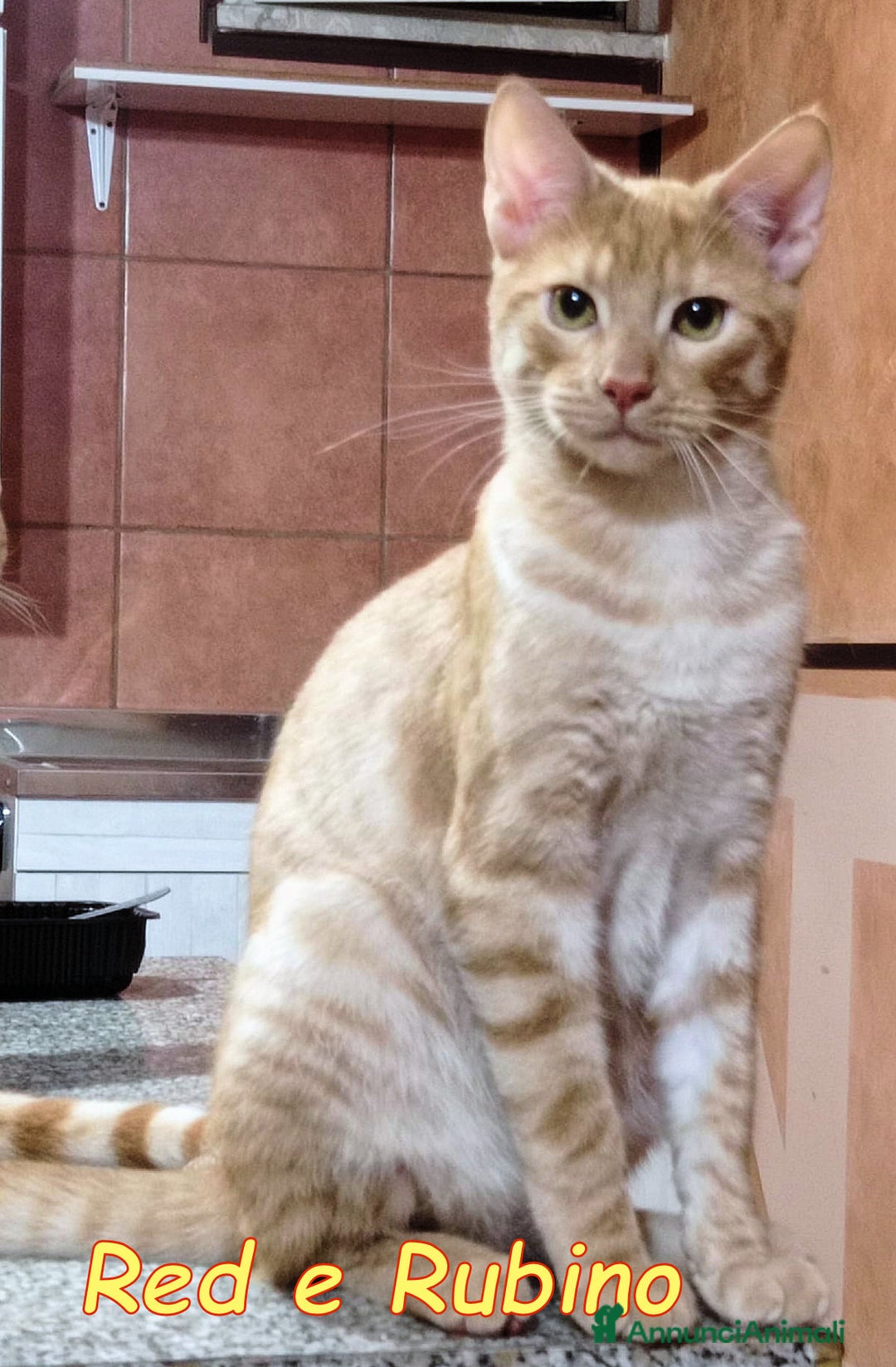 Europeo gatti in regalo: RED E RUBINO DOLCISSIMI GATTINI ROSSI - Annuncio 1