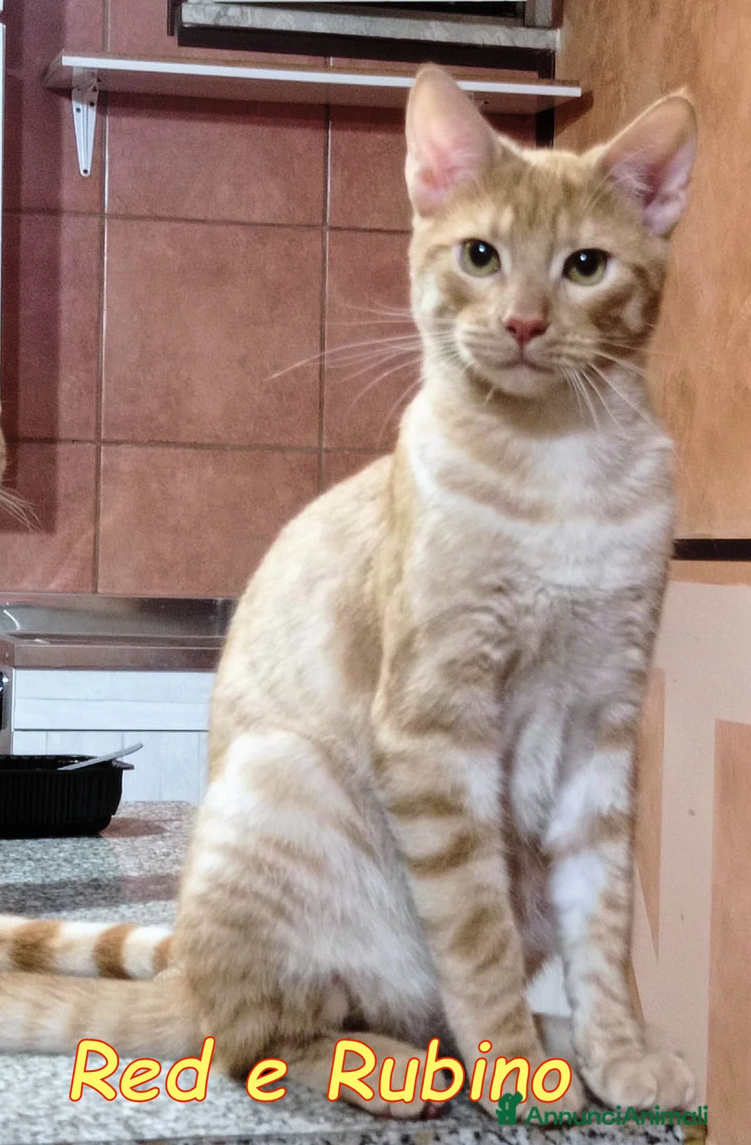 Europeo gatti in regalo: RED E RUBINO DOLCISSIMI GATTINI ROSSI - Annuncio 1