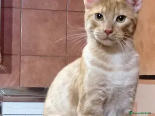 Europeo gatti RED E RUBINO DOLCISSIMI GATTINI ROSSI - Annuncio 41