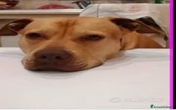 Pitbull cani in regalo: Pitbull adulta salita a Milano e riscesa a NAPOLI a Città metropolitana di Milano - Immagine 5