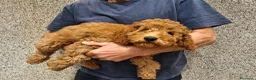 Barboncino cani in vendita: Barboncini nani 3 mesi  a Provincia di Bergamo - Annuncio 5