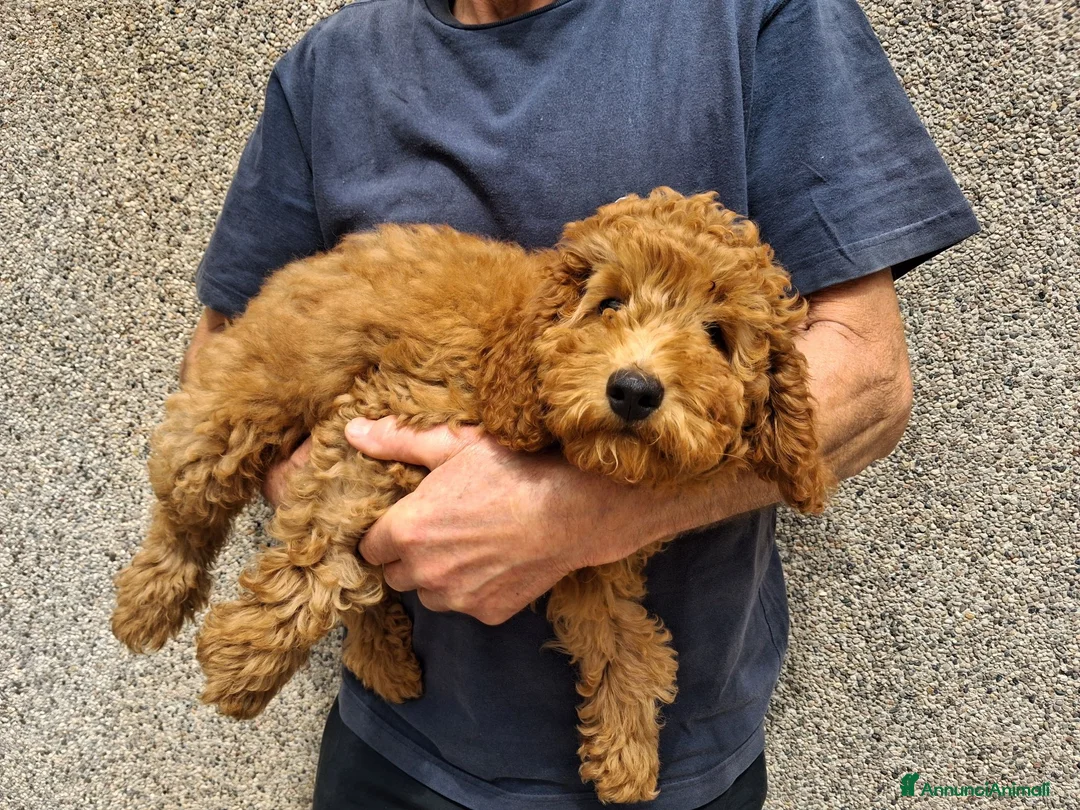 Barboncino cani in vendita: Barboncini nani 3 mesi  a Provincia di Bergamo - Annuncio 5