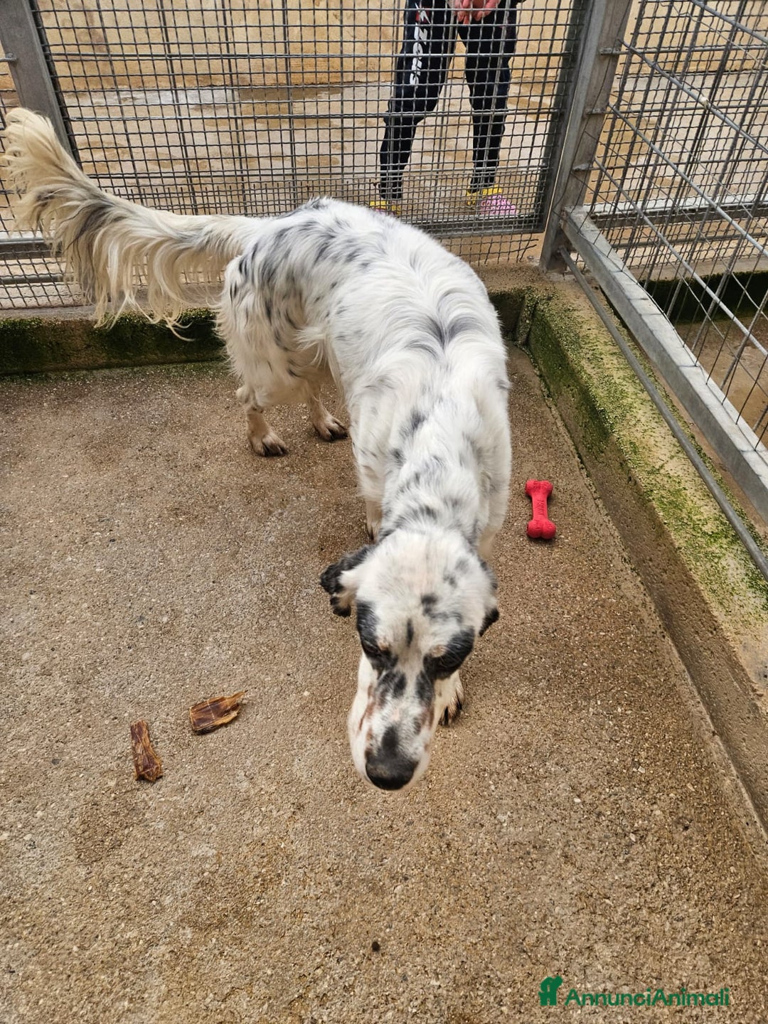 Setter Inglese cani in regalo: Zeus: giovane setter socievole equilibrato  - Annuncio 8