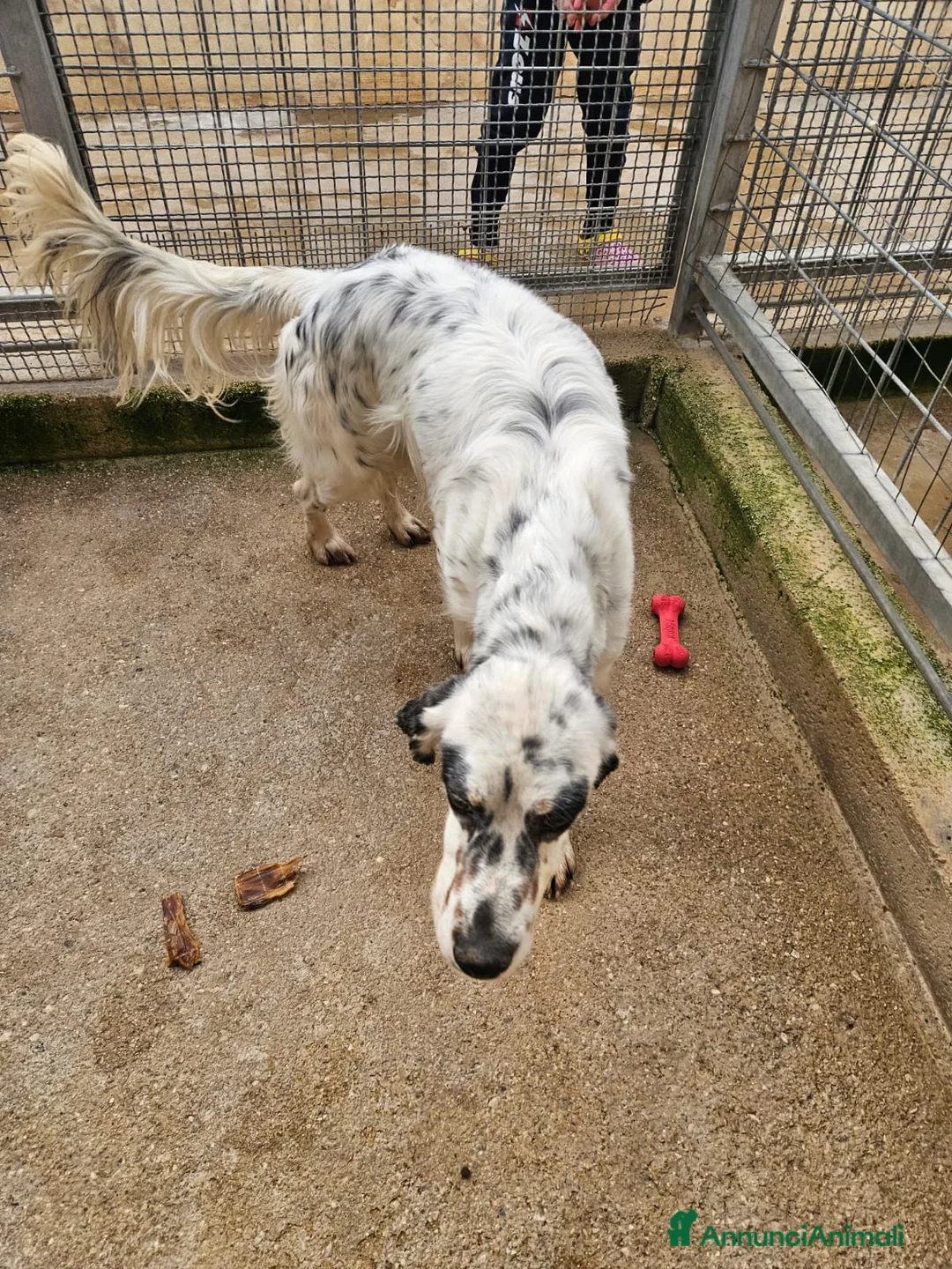 Setter Inglese cani in regalo: Zeus: giovane setter socievole equilibrato  - Annuncio 9