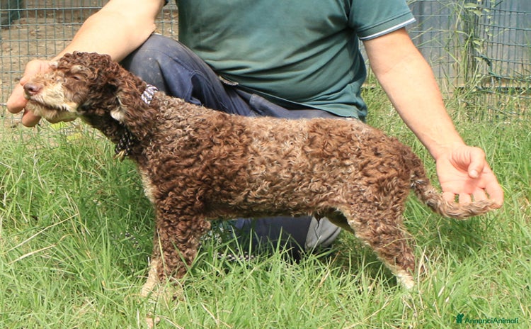 Lagotto cani a Provincia di Ravenna - Annuncio 19