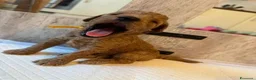 Barboncino Toy cani in vendita: Cuccioli di Barboncino Toy di Razza Pura - Annuncio 7