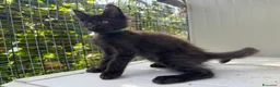 Maine Coon gatti in vendita: Cucciolo di maine coon manto nero (Daiquiri) - Annuncio 13