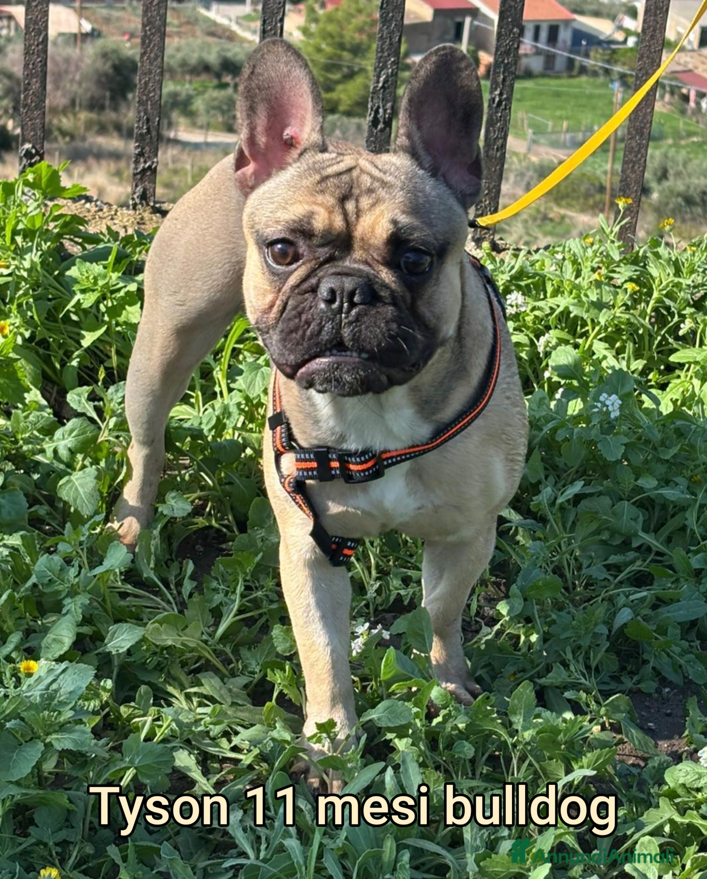 Meticcio cani CANI TAGLIA PICCOLA E CONTENUTA  - Annuncio 1