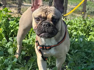 Meticcio cani CANI TAGLIA PICCOLA E CONTENUTA - Annuncio 2