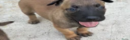 Pastore Belga cani in vendita: Cucciolo Pastore Belga Malinois - Annuncio 3